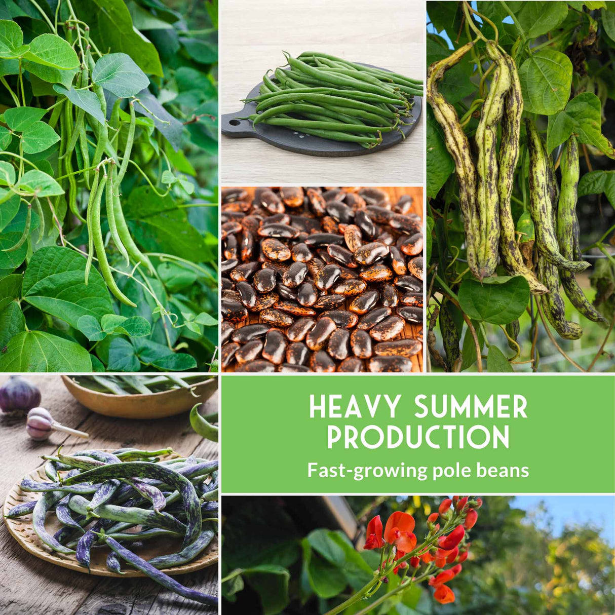 Collage of images showing green beans at different stages of growth with text about heavy summer production.