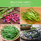 Collage of different types of trellis bean varieties including snap, runner, and yard long beans.