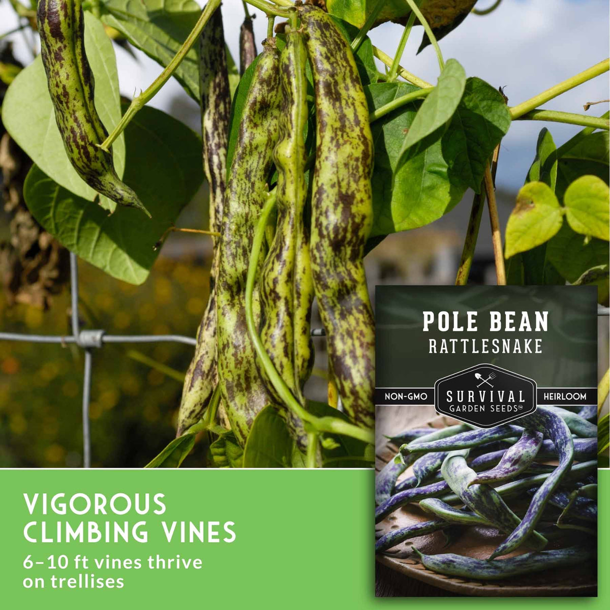 Pole bean plants with mottled green and brown beans hanging from vines in a garden, alongside a seed packet labeled 'Pole Bean Rattlesnake' and text reading 'Vigorous Climbing Vines 6-10 ft vines thrive on trellises.'.