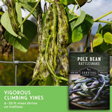Pole bean plants with mottled green and brown beans hanging from vines in a garden, alongside a seed packet labeled 'Pole Bean Rattlesnake' and text reading 'Vigorous Climbing Vines 6-10 ft vines thrive on trellises.'.