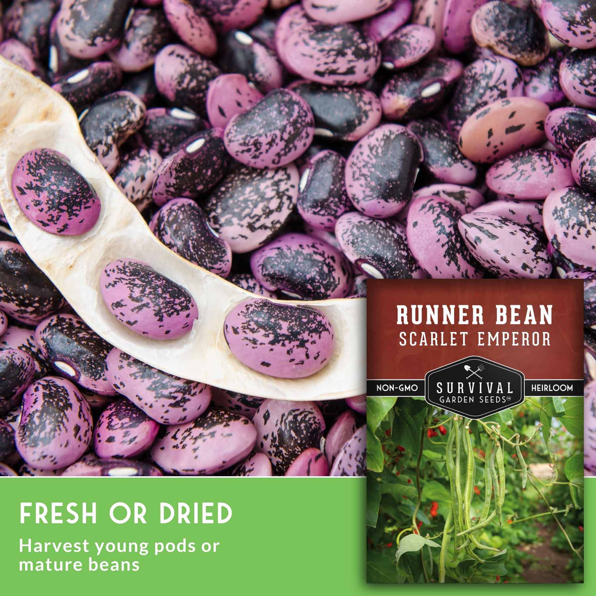 A package-style product graphic for Survival Garden Seeds 'Runner Bean Scarlet Emperor' beans. The frame is filled with purple-and-black speckled runner beans, with a cracked pod showing several beans.