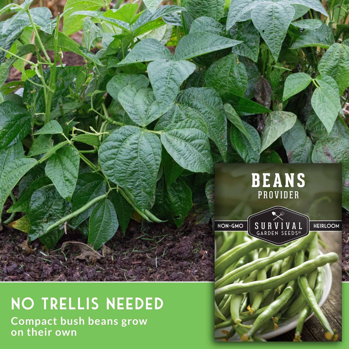 Green bush bean plants growing in soil with a seed packet overlay reading 'Beans Provider' and text stating 'No trellis needed' and 'Compact bush beans grow on their own.'.