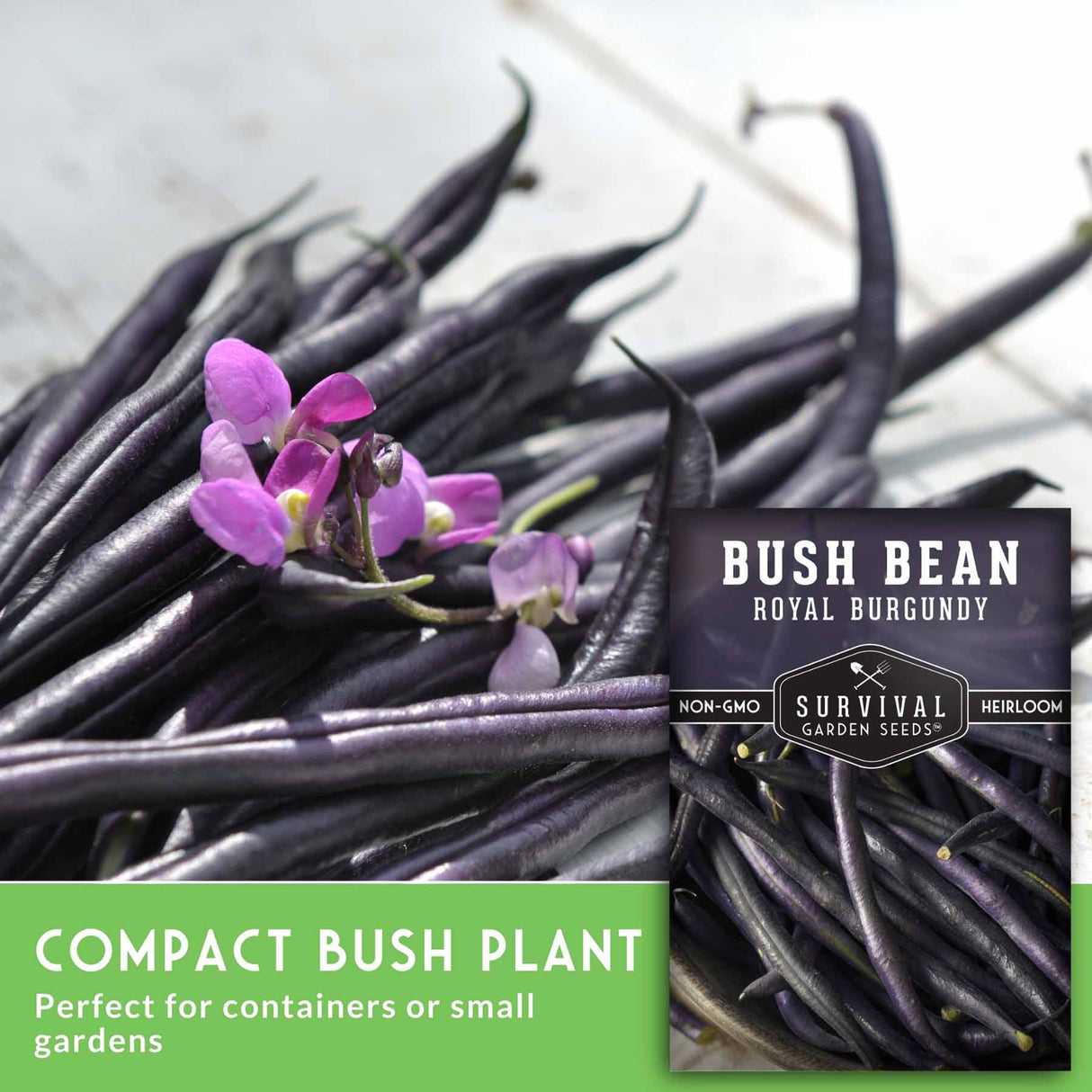 Royal Burgundy bush beans with text that says compact bush plant