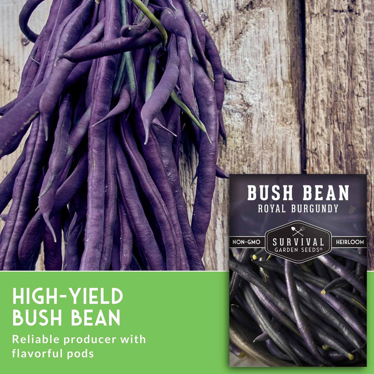 High yield bush bean