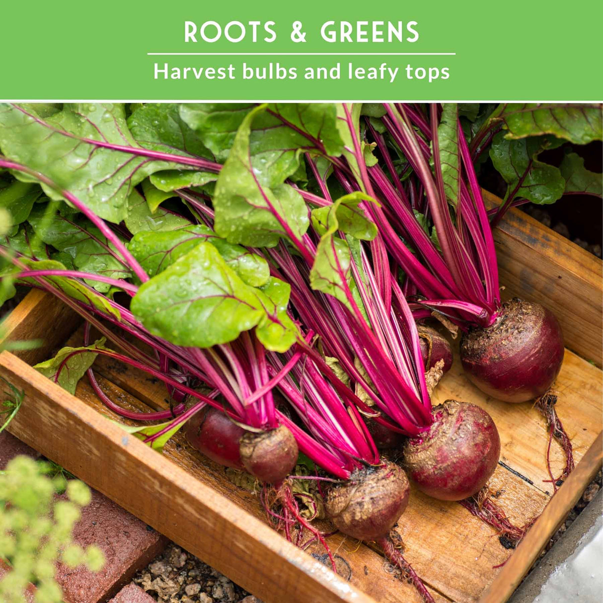 fresh beets with text that says Roots and Greens