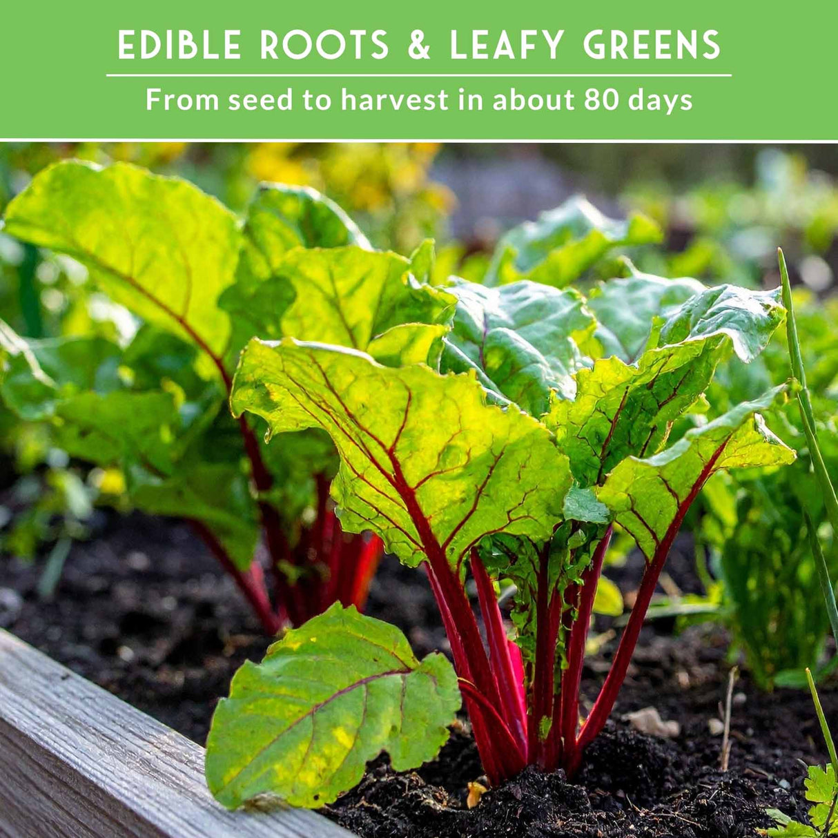 beets in the garden - edible roots and leafy greens