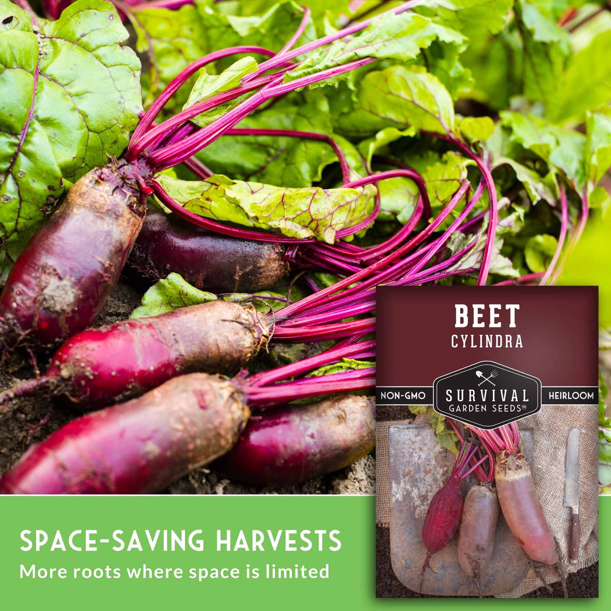 Fresh beets with bright green leaves and deep red-purple roots shown alongside a seed packet labeled 'Beet Cylindra' and a green banner reading 'Space-Saving Harvests'.