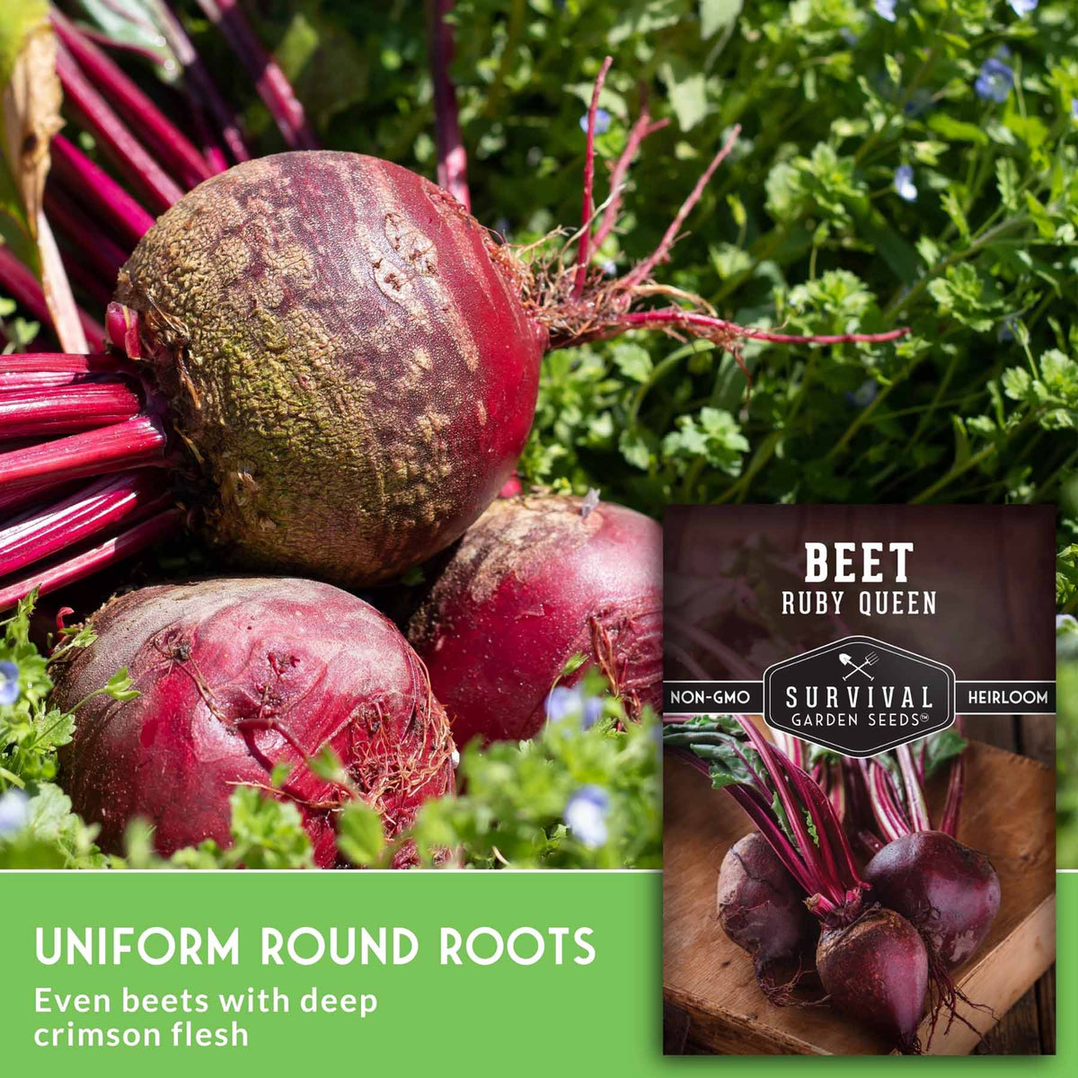 A composite product image for beet seeds showing several harvested round red beets with long pinkish-red tops among green foliage, plus a seed packet labeled 'BEET RUBY QUEEN' and 'Survival Garden Seeds.' Text at the bottom reads 'UNIFORM ROUND ROOTS' and 'Even beets with deep crimson flesh.