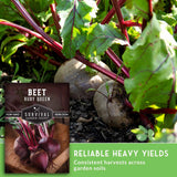 Seed packet for Survival Garden Seeds 'Beet Ruby Queen' shown over a photo of fresh beets growing in garden soil, with text reading 'Reliable Heavy Yields' and 'Consistent harvests across garden soils.'.