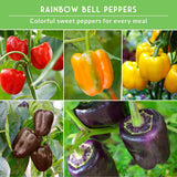 Collage of rainbow bell peppers including red, orange, yellow, and purple varieties on a green background.