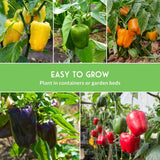 Collage of various colored bell peppers growing in different environments with text 'Easy to Grow'.