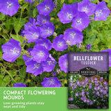 Purple bellflower tussock seeds shown with a close-up photo of blooming purple flowers and a product label inset reading 'BELLFLOWER TUSSOCK' and 'Compact Flowering Mounds.'.