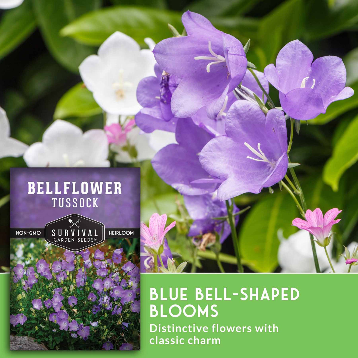 Bellflower Tussock seed packet and label graphic featuring purple bell-shaped flowers in bloom, with green foliage and white and pink flowers in the background. Text reads 'BLUE BELL-Shaped BLOOMS' and shows the Survival Garden Seeds brand.