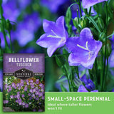 Bellflower Tussock seed packet shown over a close-up photo of purple bellflowers with green foliage, plus text reading 'Small-Space Perennial' and 'Ideal where taller flowers won't fit.'.