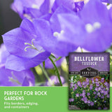 Purple bellflower tuberosa blooms in a close-up photo with a seed packet overlay reading 'Bellflower Tussock' and a green text banner that says 'Perfect for rock gardens.'.