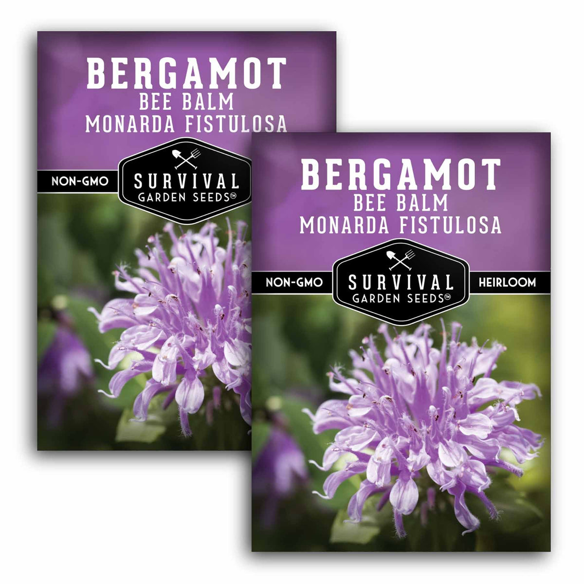 Two seed packet packages for Survival Garden Seeds Bergamot Bee Balm Monarda Fistulosa shown on a white background, with one package in front and one behind. The packets are purple with a photo of a light purple bellflower and black brand logo.