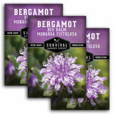 Three overlapping seed packet graphics for Survival Garden Seeds Bergamot Bee Balm Monarda Fistulosa Heirloom, showing a purple header and a close-up photo of light purple flowers on the front packet.