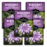 Five seed packets for Survival Garden Seeds Bergamot Bee Balm Monarda Fistulosa arranged in a fan shape. The packets are purple with a photo of purple and white flowers and black text.