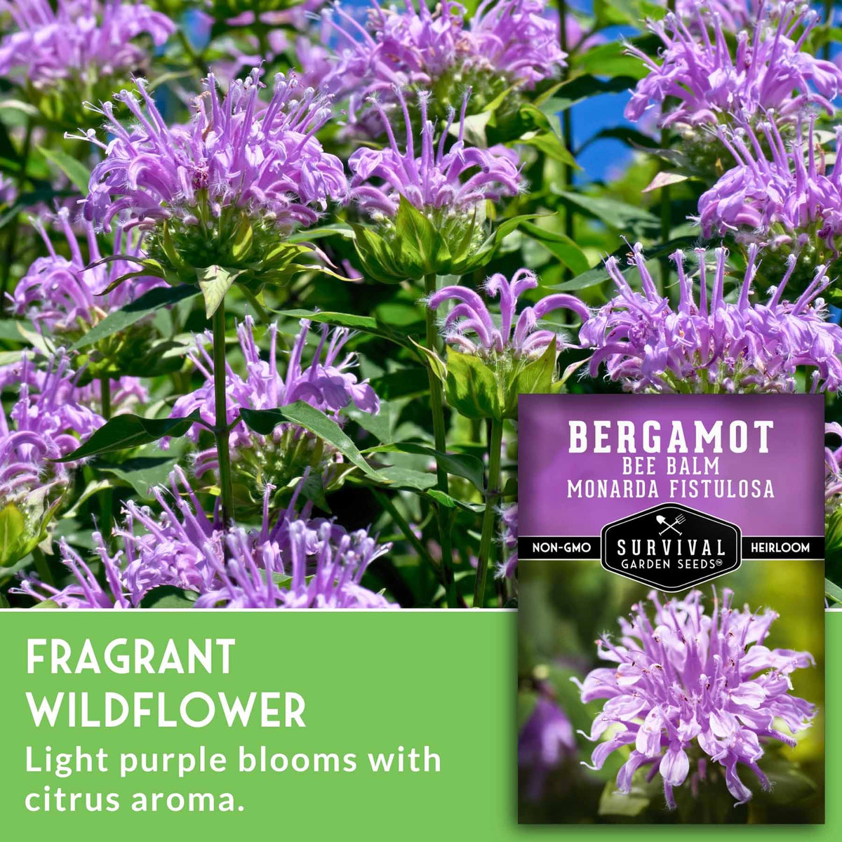 Bergamot Bee Balm Monarda Fistulosa wildflower seeds by Survival Garden Seeds, featuring a close-up of light purple flowers with green leaves and a product label overlay.
