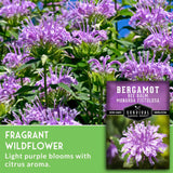 Bergamot Bee Balm Monarda Fistulosa wildflower seeds by Survival Garden Seeds, featuring a close-up of light purple flowers with green leaves and a product label overlay.