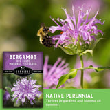 Bergamot bee balm monarda fistulosa seeds by Survival Garden Seeds, featuring a close-up of a bumblebee on a purple-blossoming flower with a product label and green text banner.