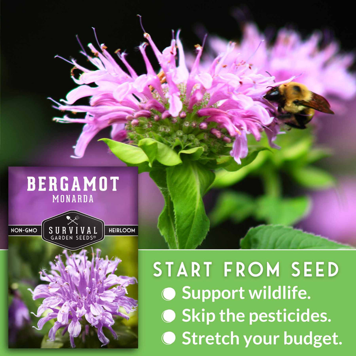 Bergamot Monarda plant with a bee and Survival Garden Seeds packaging.