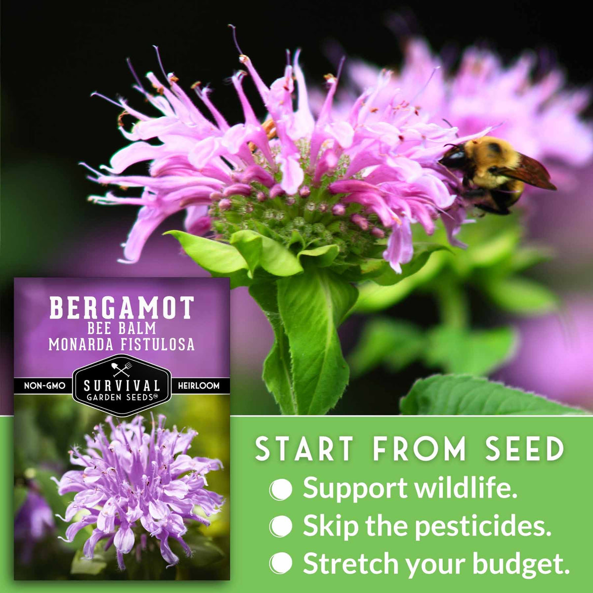 Seed packet for Survival Garden Seeds Bergamot Monarda shown over a close-up photo of pink bergamot flowers with a bee, plus a green text panel that reads 'START FROM SEED' with supporting phrases.