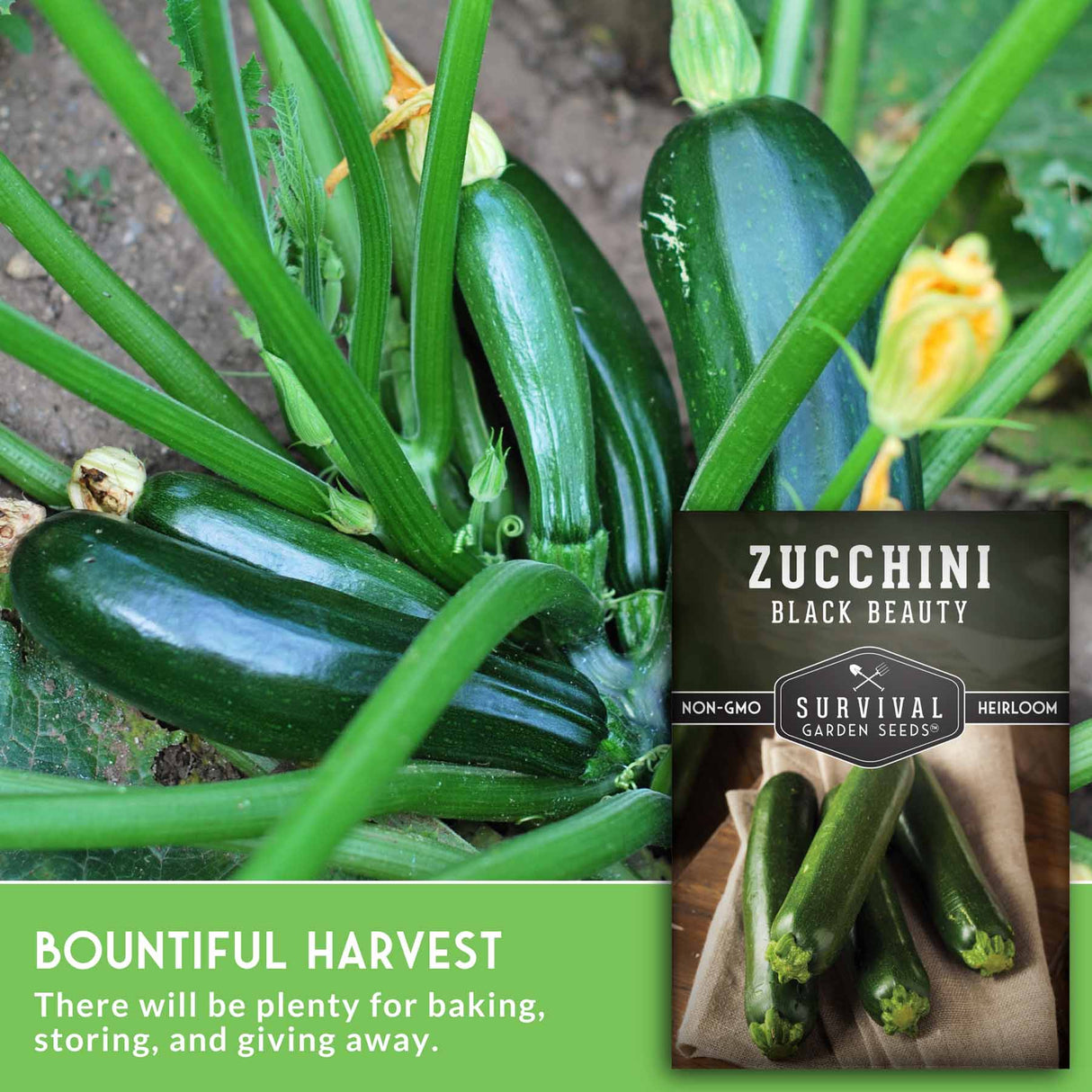 Zucchini plants with green zucchinis and a label for 'Black Beauty' zucchini seeds. Bountiful harvest