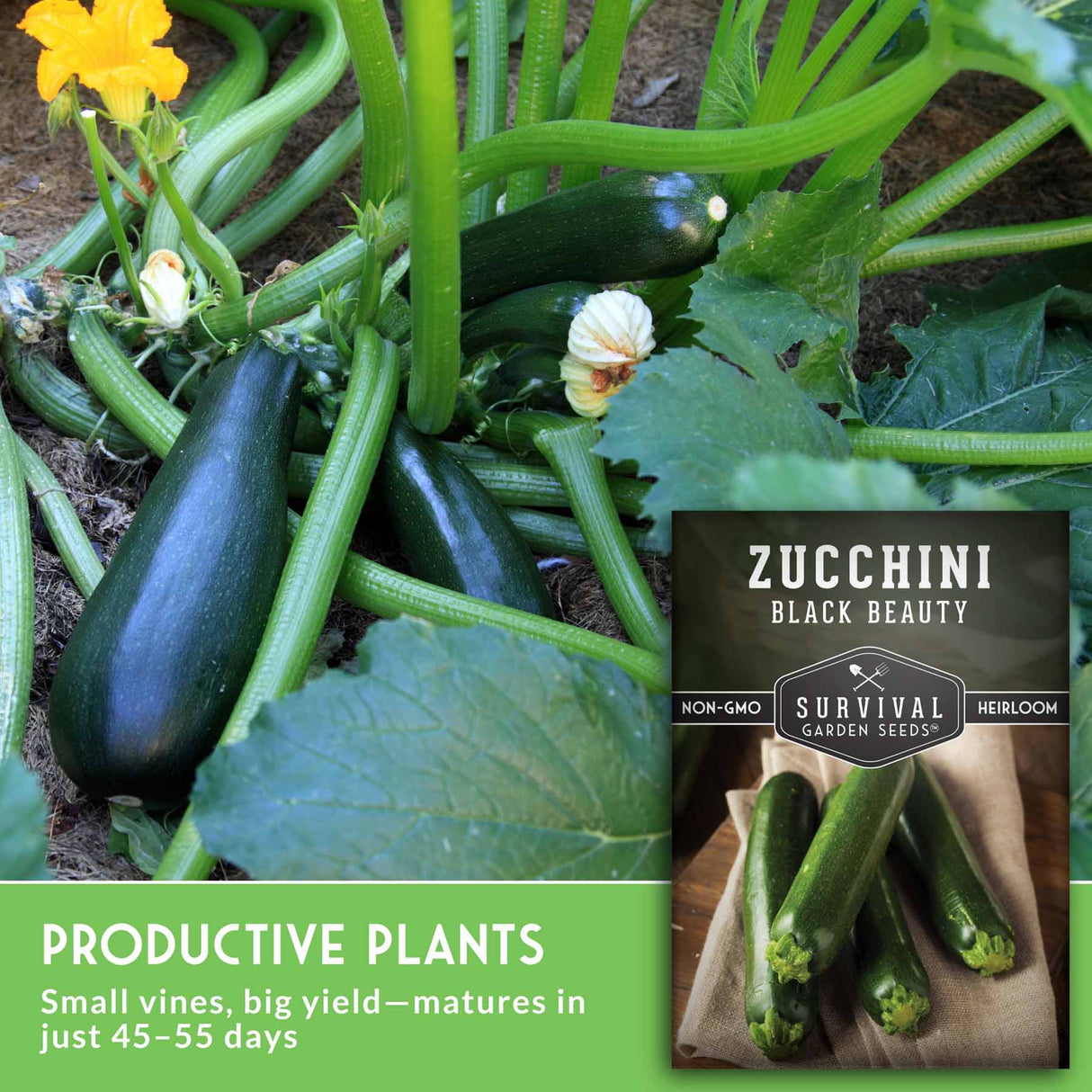 Zucchini plants with flowers and mature zucchinis, featuring Survival Garden Seeds branding. Productive plants