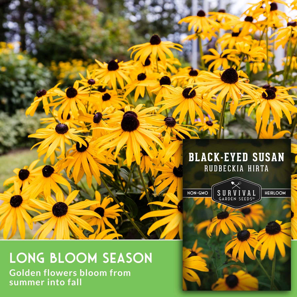 Yellow-black-eyed susan flowers in full bloom with a seed packet overlay and text reading 'Black-Eyed Susan Rudbeckia Hirta' and 'Long Bloom Season.'.