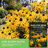 Yellow-black-eyed susan flowers in full bloom with a seed packet overlay and text reading 'Black-Eyed Susan Rudbeckia Hirta' and 'Long Bloom Season.'.