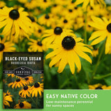 Black-eyed Susan seed packet shown over a photo of yellow flowers with green foliage, with text reading 'BLACK-EYED SUSAN', 'RUDBECKIA HIRTA', 'EASY NATIVE COLOR', and 'Low-maintenance perennial for sunny spaces'.
