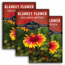 Three packages of Survival Garden Seeds Blanket Flower with a red and yellow flower image on a white background.