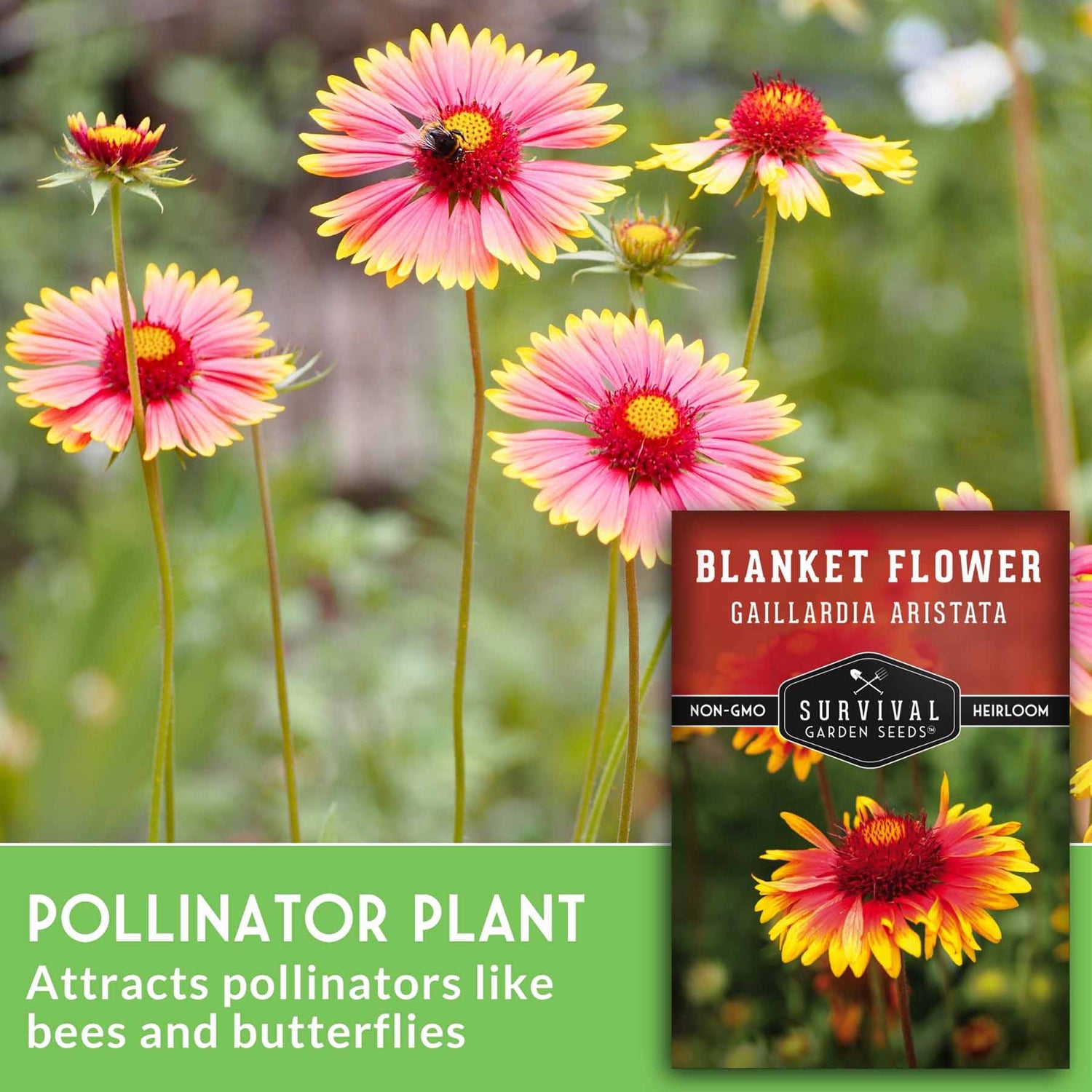 planting blanket flower seeds Survival Garden Seeds - Blanket Flower Seed for Planting