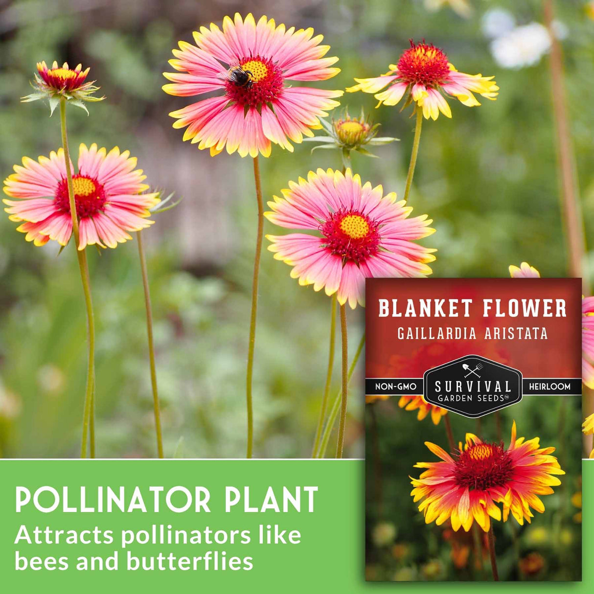 Blanket flower with bee and seed packet