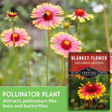 Blanket flower with bee and seed packet