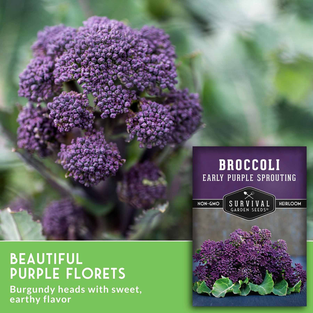 Purple broccoli flower head with a seed packet labeled 'Broccoli Early Purple Sprouting' and a green text banner reading 'Beautiful Purple Florets.'.