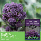 Purple broccoli flower head with a seed packet labeled 'Broccoli Early Purple Sprouting' and a green text banner reading 'Beautiful Purple Florets.'.