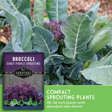 Broccoli plant growing in a garden with large green leaves and a small purple flower cluster, alongside a seed packet labeled 'Broccoli Early Purple Sprouting' and text noting compact sprouting plants.