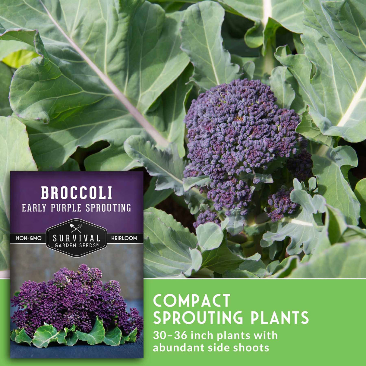 Broccoli seed package and growing result shown on a leafy field background. The package reads 'Broccoli Early Purple Sprouting' and shows a close-up of compact purple broccoli florets.