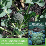 Broccoli plant growing in soil with a seed packet overlay reading 'Broccoli Green Spouting Calabrese' and 'Cool-Season Reliable' text at the bottom.