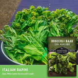 Fresh Italian rapini broccoli raab stems in a metal bowl with a seed packet overlay reading 'Broccoli Raab San Marzano' and 'Italian Rapini San Marzano broccoli raab.'.