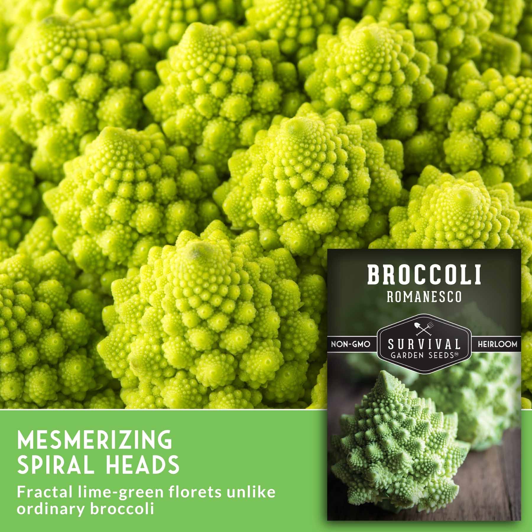 Romanesco Broccoli (Broccoflower) Seeds – SurvivalGardenSeeds