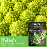 Fresh Romanesco broccoli close-up with a product label overlay reading 'Broccoli Romanesco' and 'Mesmerizing Spiral Heads' on a green background.