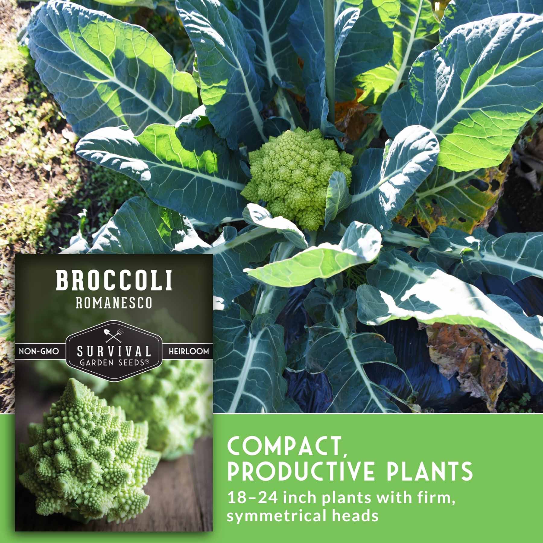Romanesco Broccoli (Broccoflower) Seeds – SurvivalGardenSeeds