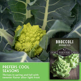 Broccoli Romanesco plant close-up with a seed packet overlay and text reading 'PREFERS COOL SEASONS' and 'Broccoli Romanesco' from Survival Garden Seeds.