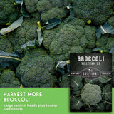 Close-up of a broccoli head with surrounding leaves, plus a seed packet labeled 'Broccoli Waltham 29' and a green text banner that reads 'Harvest More Broccoli' and 'Large central heads plus tender side shoots.'.