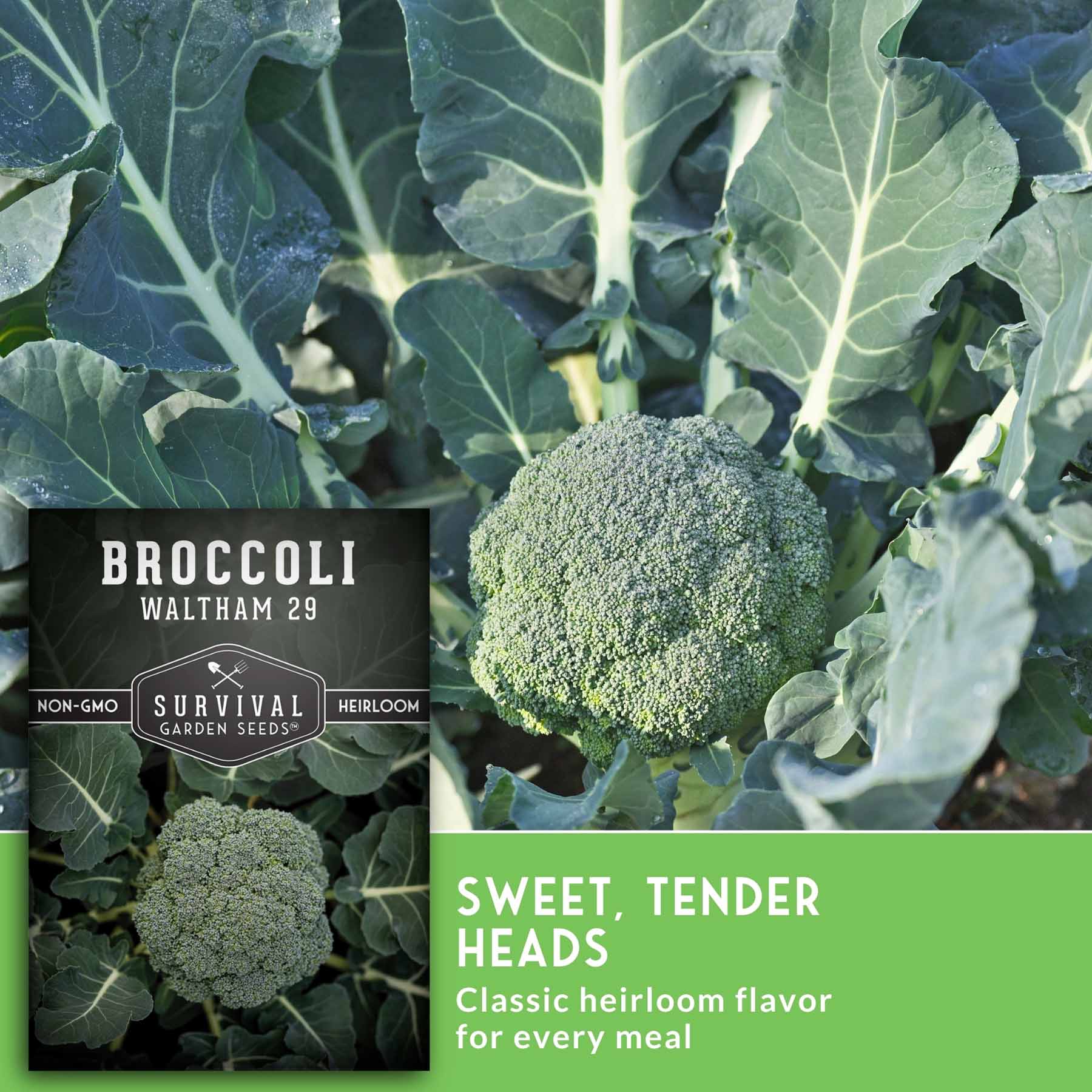 多肉植物園　TB-BA12 Waltham 29 Broccoli Seed for Planting – SurvivalGardenSeeds