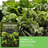 Broccoli Raab San Marzano plant foliage close-up with a product label overlay reading 'Broccoli Raab San Marzano' and a green text panel that says 'Compact & Space-Saving, 18-24" plants for container growing.'.