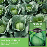 Seed packet for Survival Garden Seeds Cabbage Brunswick heirloom, shown over a background photo of a dense cabbage field. Text at the bottom reads 'BIG, DENSE HEADS Large 6-9 lb heads with mild flavor'.